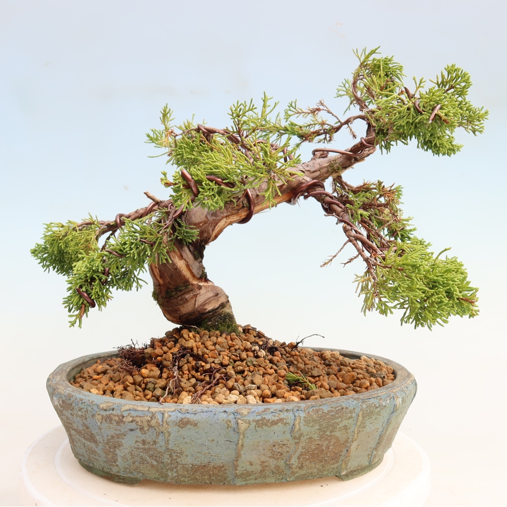 Bonsai da esterno - Juniperus chinensis Itoigawa-Juniperus chinensis