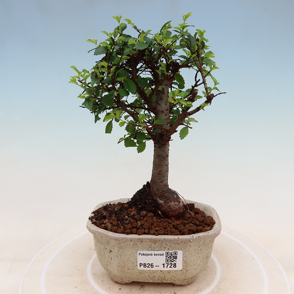 Camera bonsai - Ulmus parvifolia - Olmo a foglie piccole