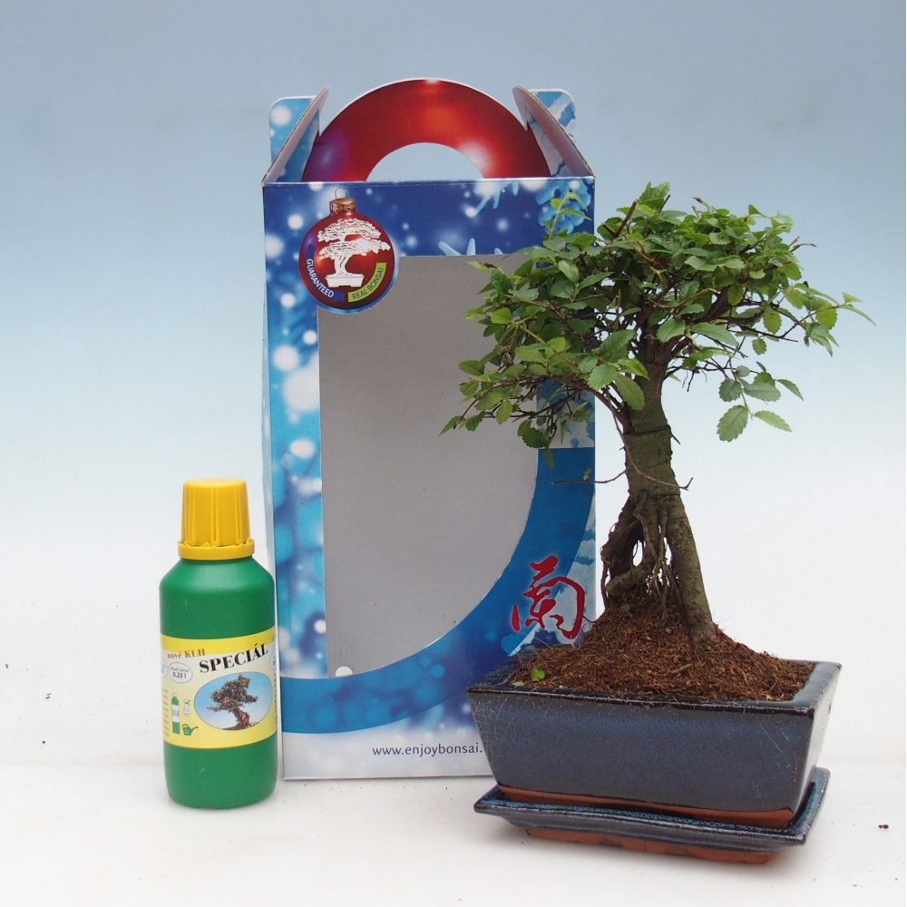 Ulmus parvifolia - olmo cinese