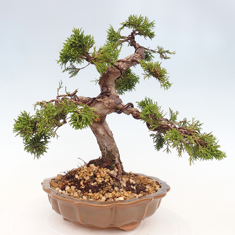 Bonsai da esterno - Juniperus chinensis Itoigawa