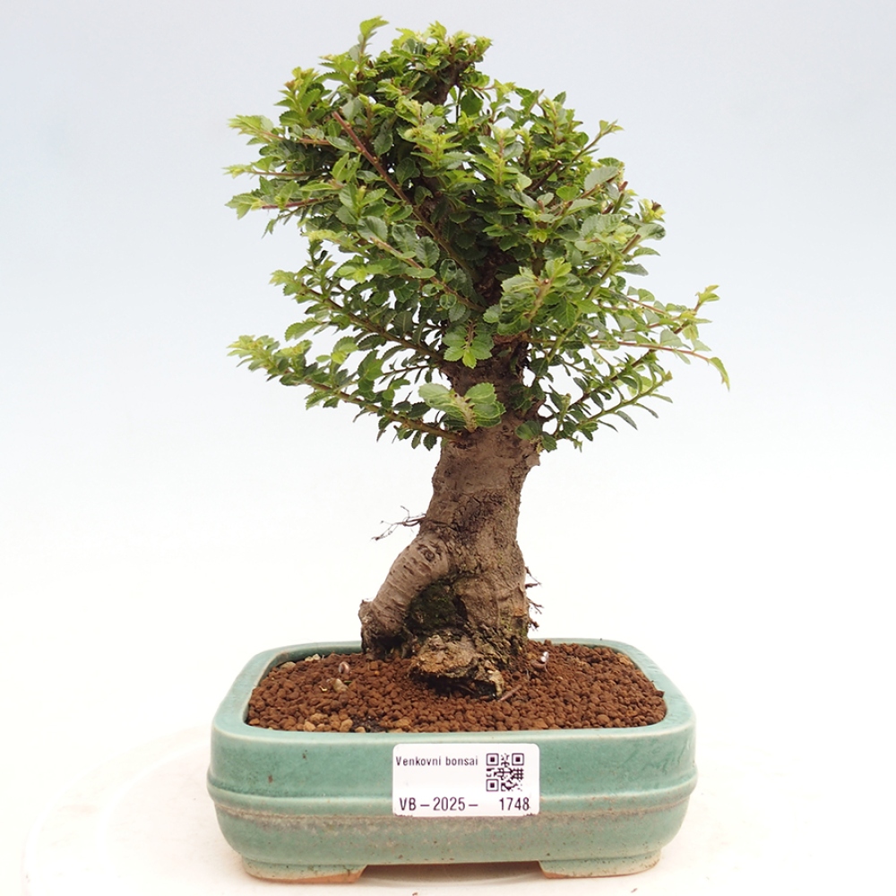 Bonsai da esterno - Ulmus parvifolia Hokkaido - Olmo cinese