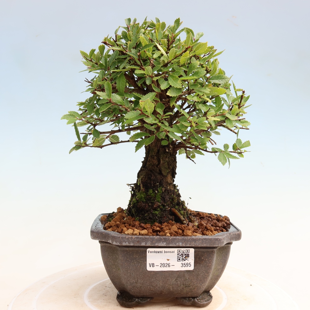 Bonsai da esterno - Zelkova - Zelkova NIRE