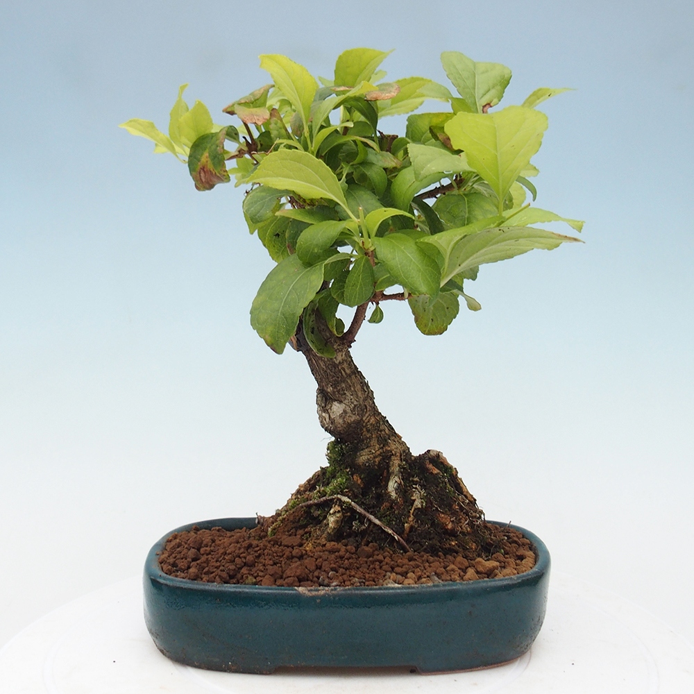 Bonsai da esterno - Celastrus orbiculatus