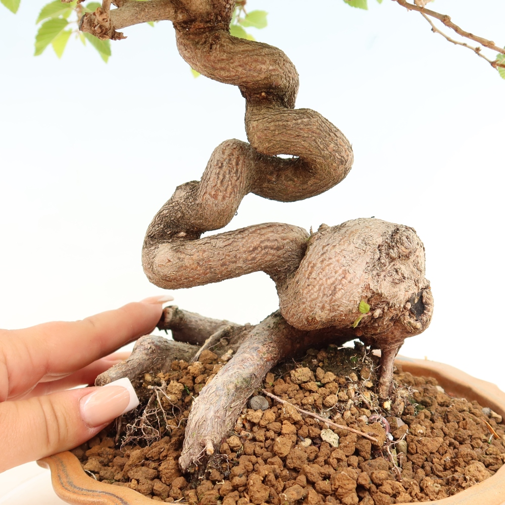 Bonsai da esterno -Carpinus Coreana - Carpino coreano