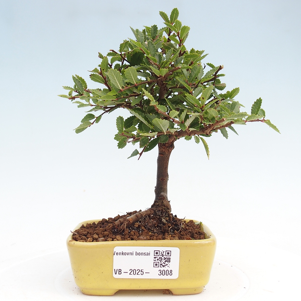 Bonsai da esterno - Ulmus parvifolia Sagei - Olmo a foglie piccole