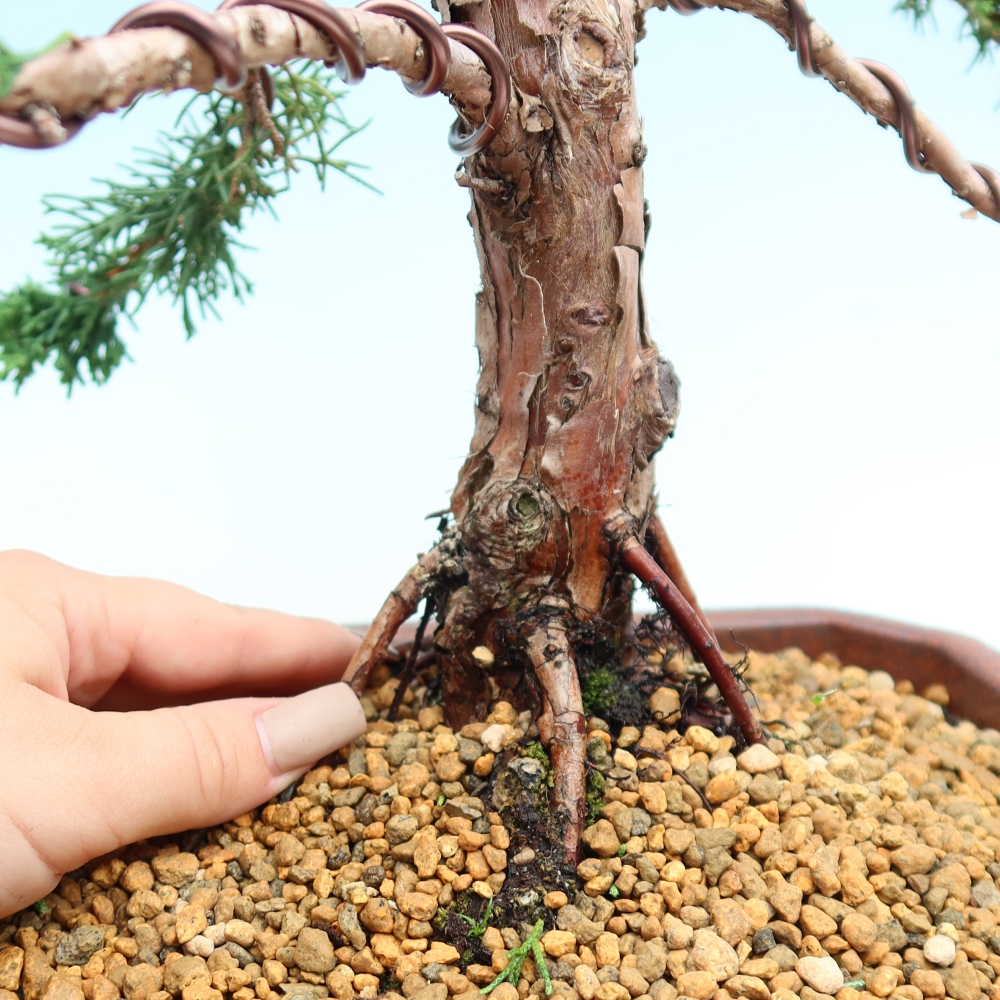 Bonsai da esterno - Juniperus chinensis Kishu