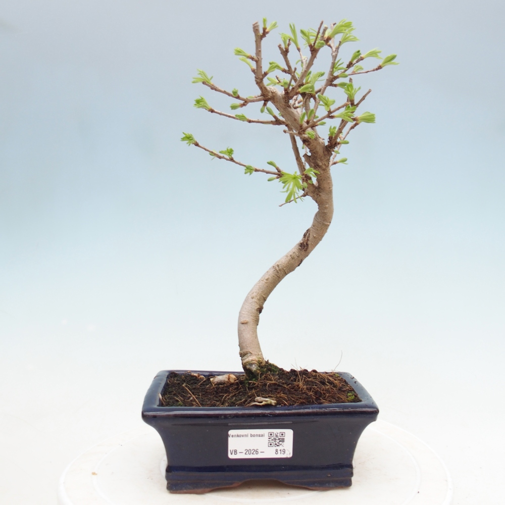 Bonsai da esterno -Pseudolarix amabis-Pseudolarix amabis
