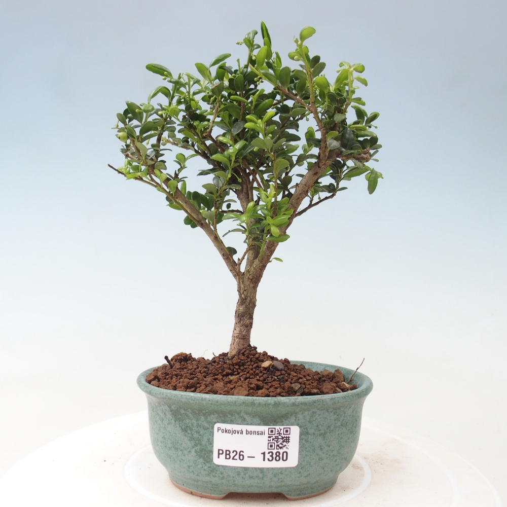Camera bonsai - Ilex crenata - Agrifoglio