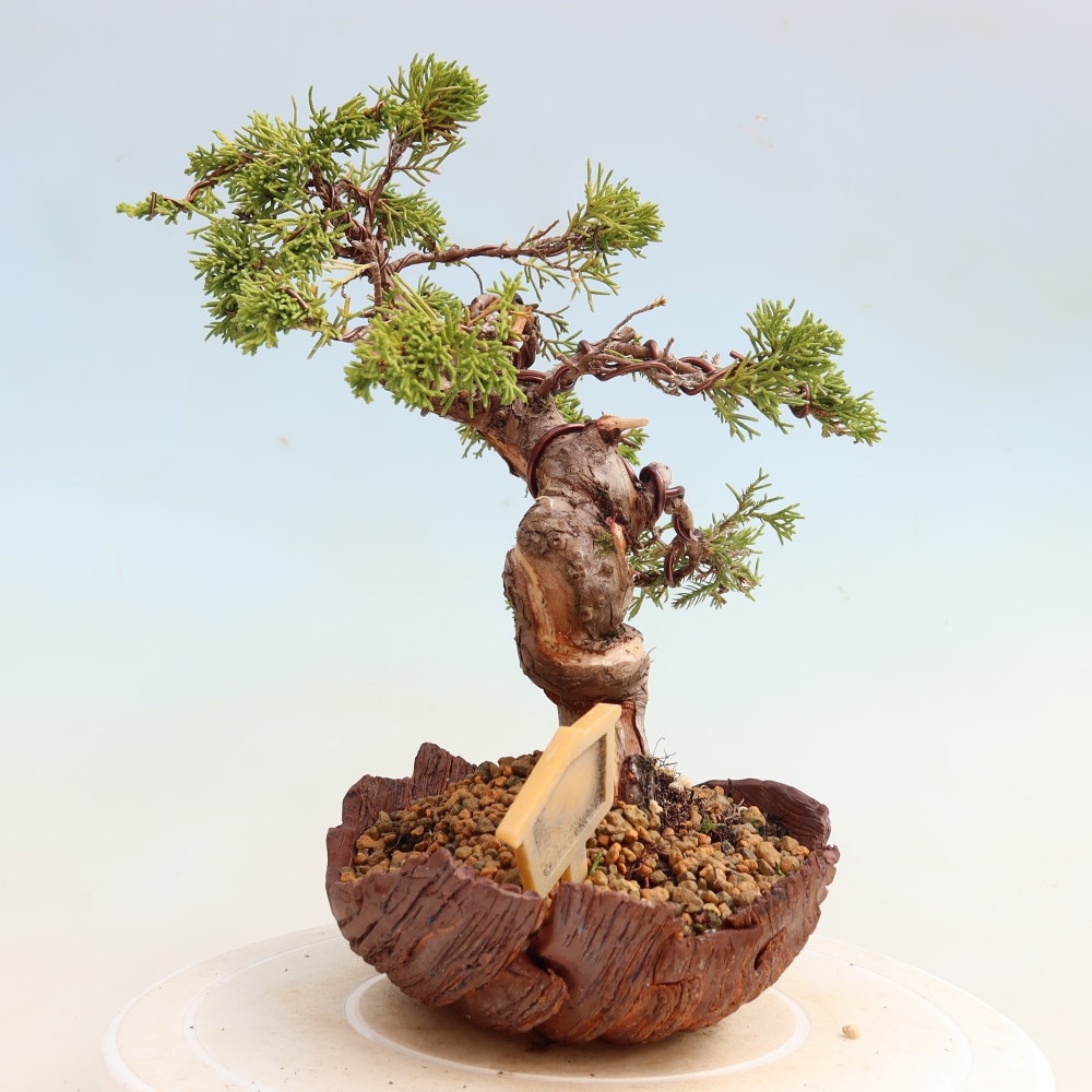 Bonsai da esterno - Juniperus chinensis Itoigawa-Juniperus chinensis