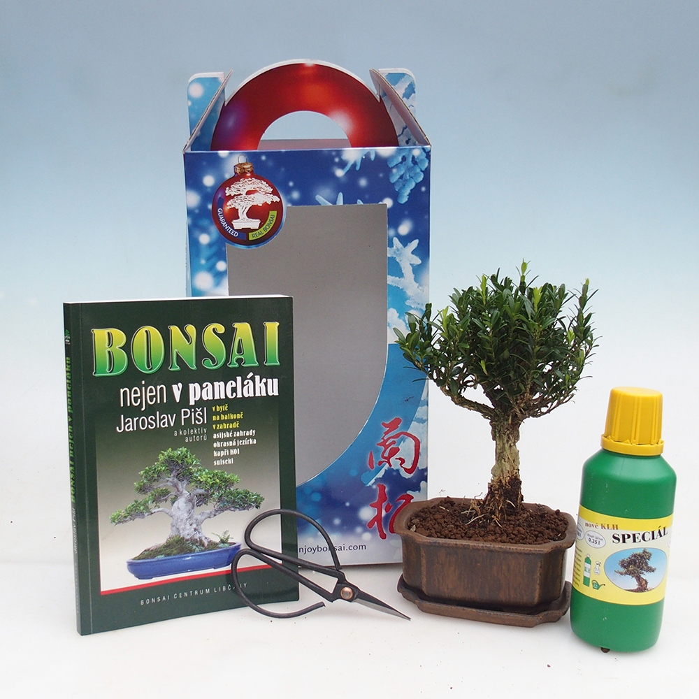 Bonsai da camera in confezione regalo Buxus harlandii - buxus da sughero