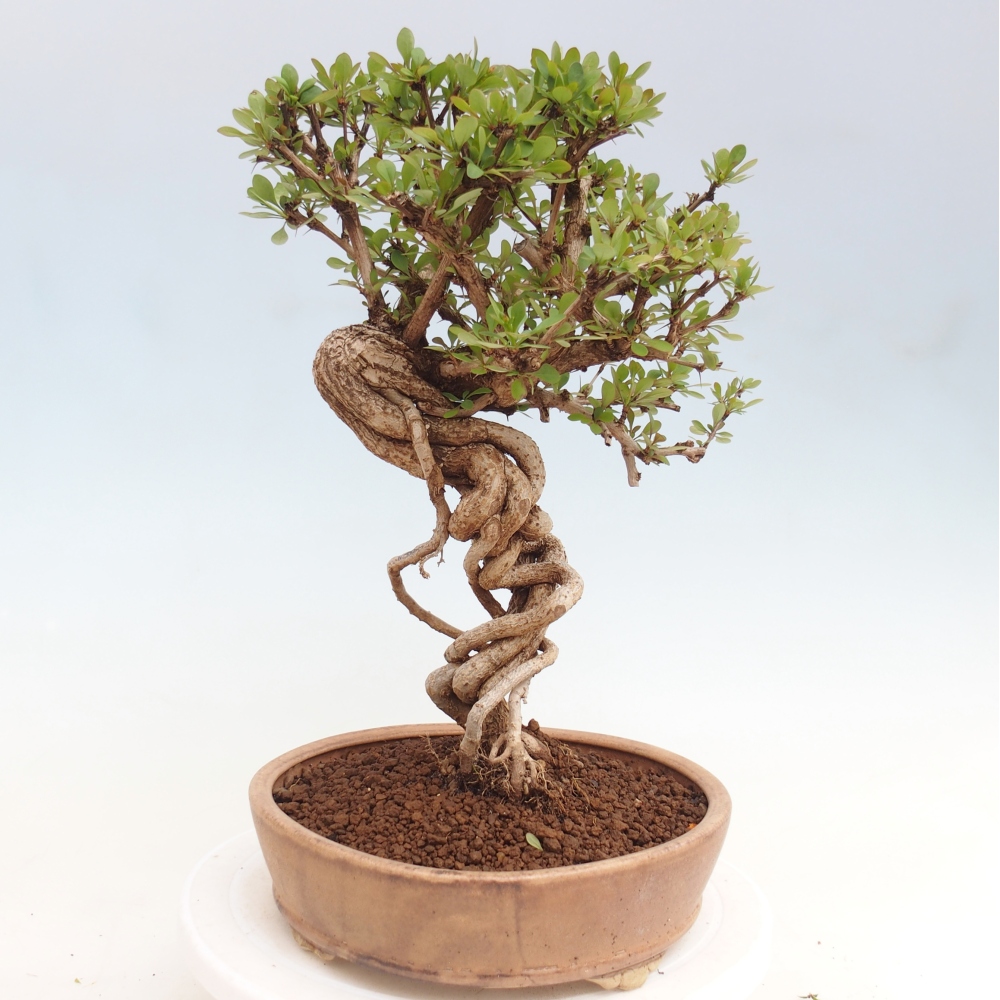 Bonsai da esterno - Berberis coreana