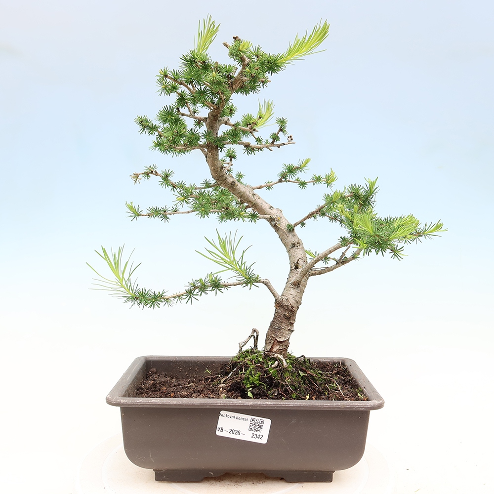 Bonsai da esterno -Larix decidua - Larice