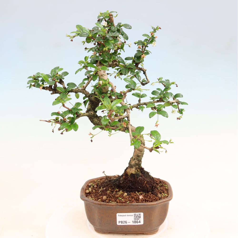 Camera bonsai - Carmona macrophylla - Tea fuki