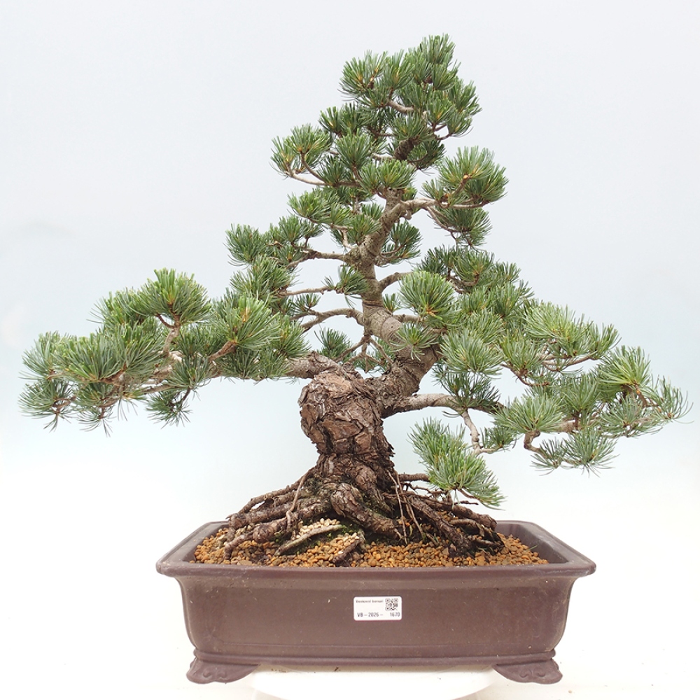 Bonsai da esterno - Pinus parviflora - Pinus parviflora