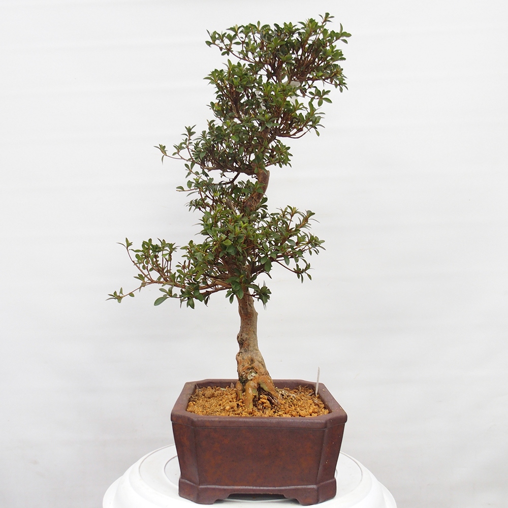 Bonsai da esterno - Azalea giapponese - Azalea Hanatsuzuri
