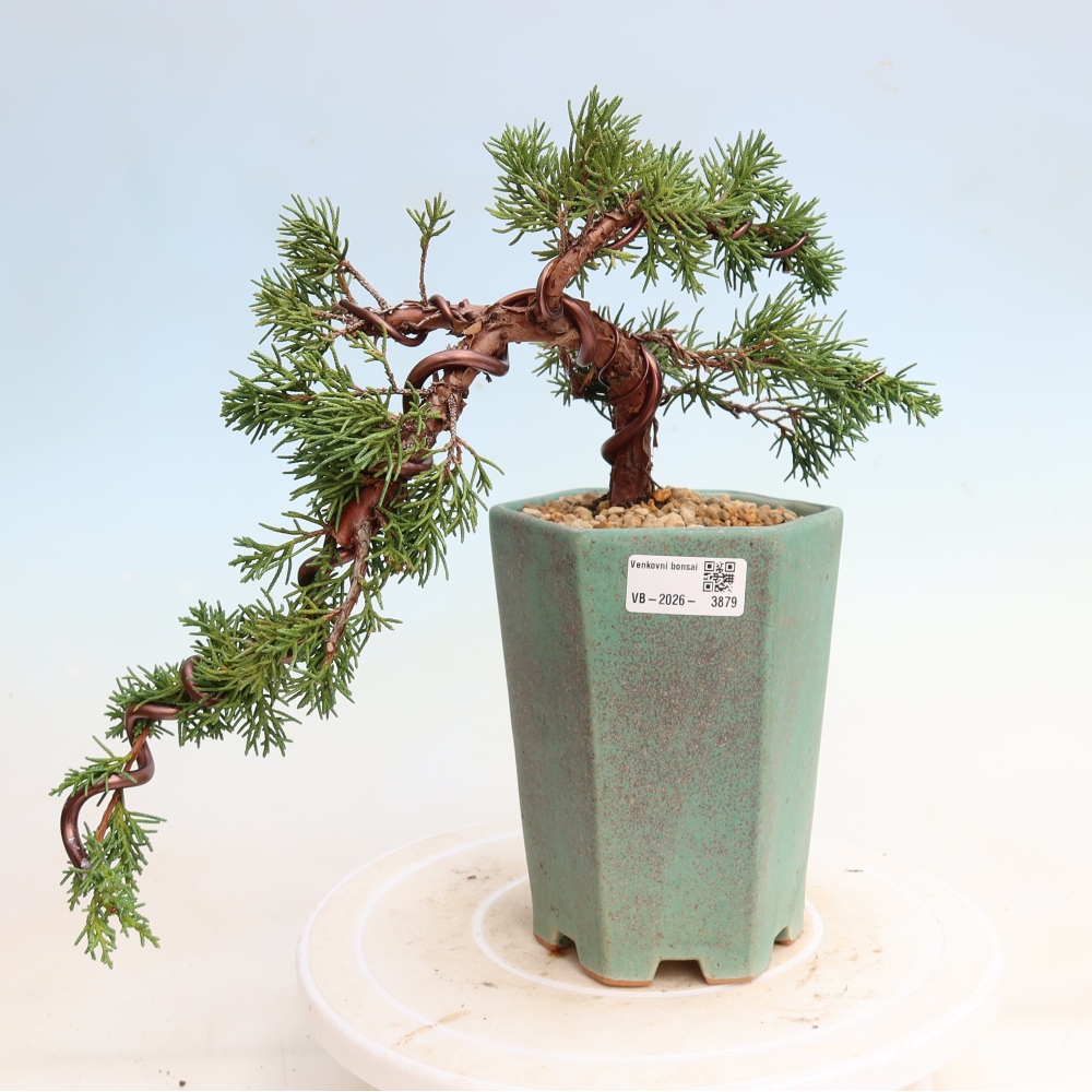 Bonsai da esterno - Juniperus chinensis Kishu