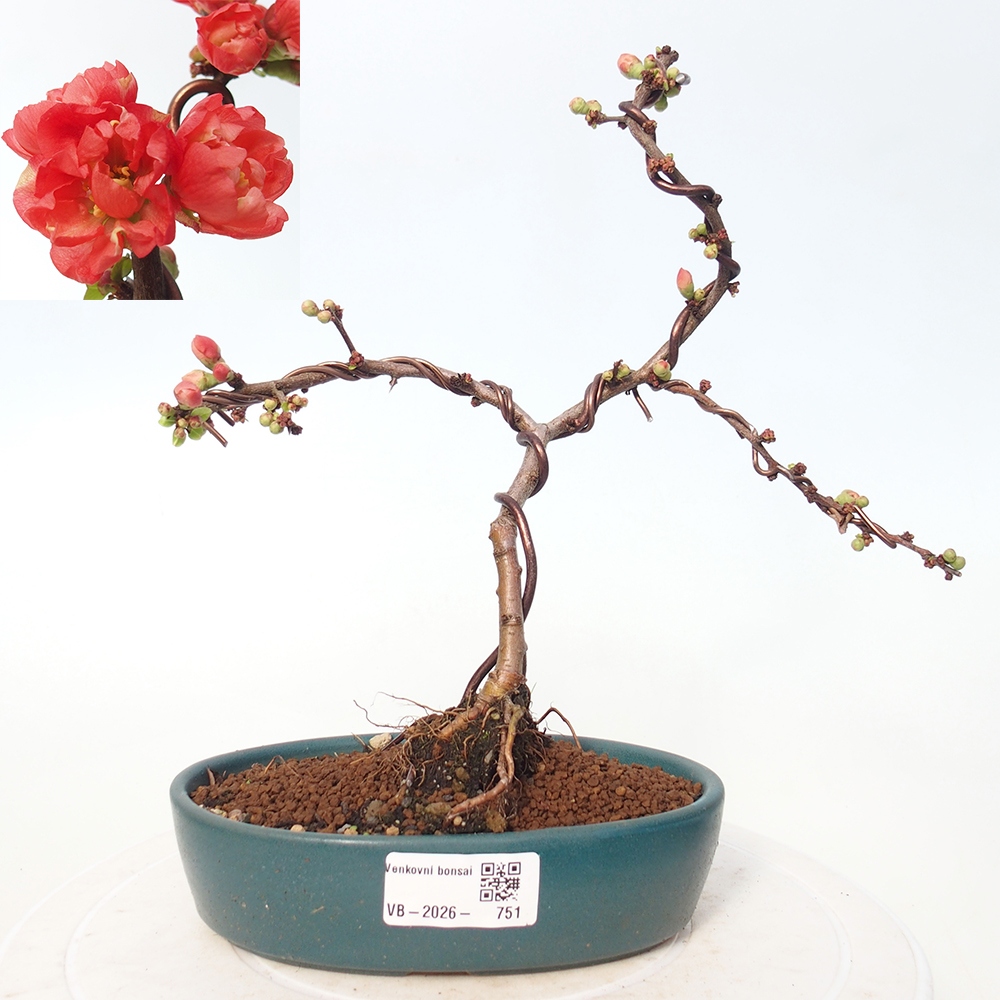 Bonsai da esterno - Chaneomeles s. Red Joy - Cotogno