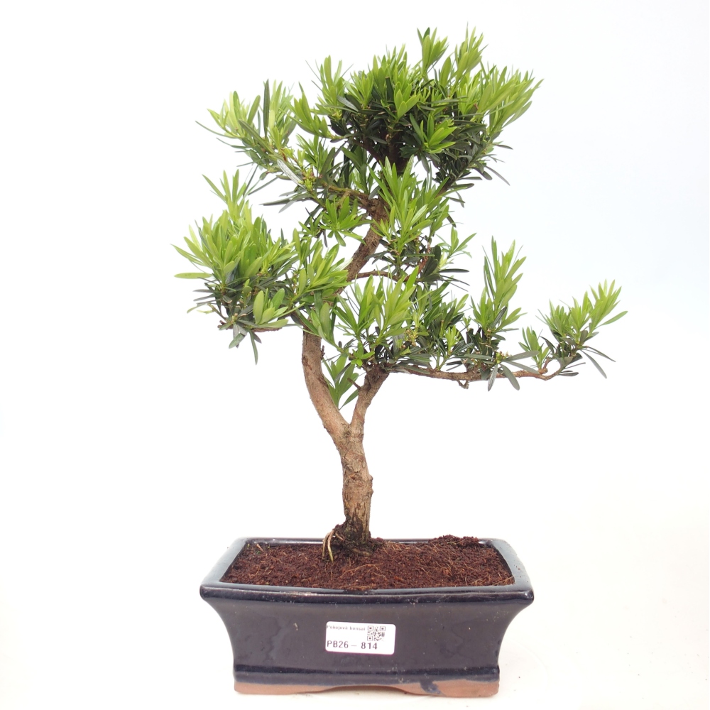 Camera bonsai - Podocarpus - Tasso delle pietre