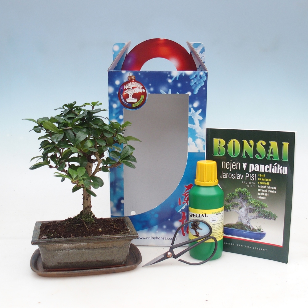 Bonsai da camera in confezione regalo Carmona microphylla - Tea fuki