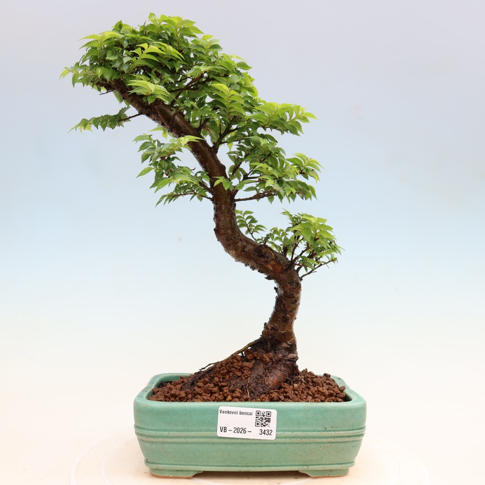 Bonsai da esterno - Ulmus Jacqueline Hillier - Olmo magnifico