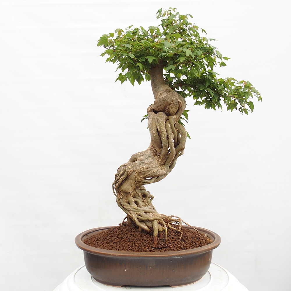 Bonsai da esterno - Acer Buergerianum - Acero di Burger
