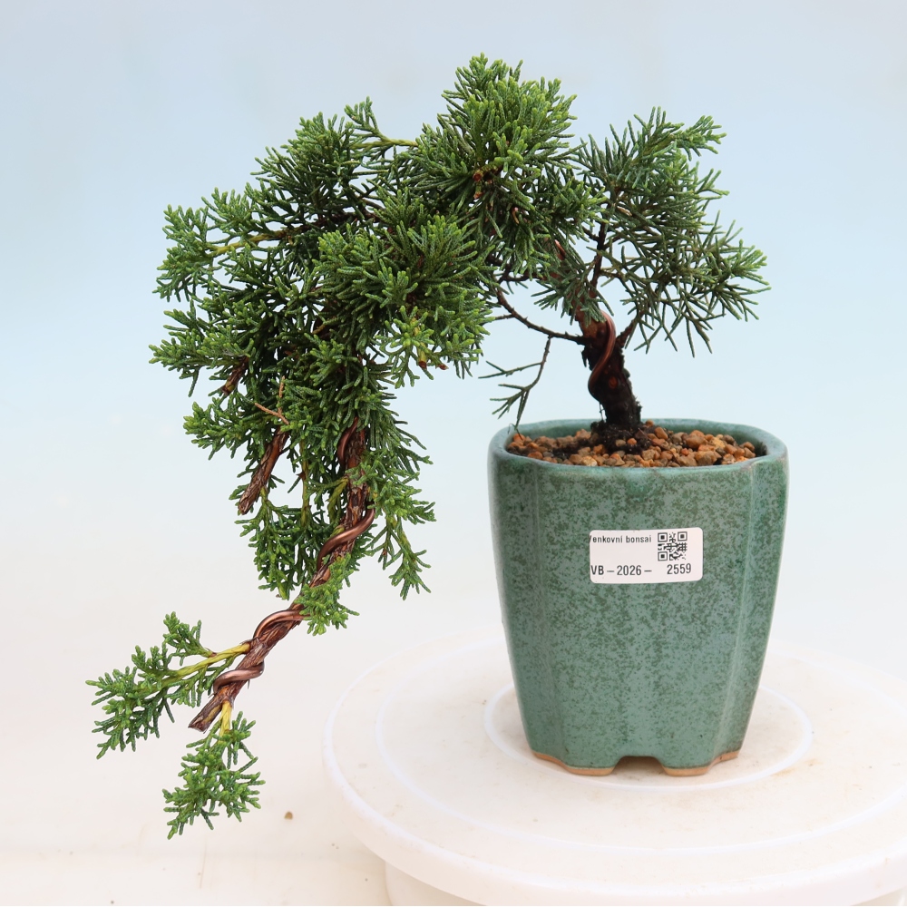 Bonsai da esterno - Juniperus chinensis Kishu