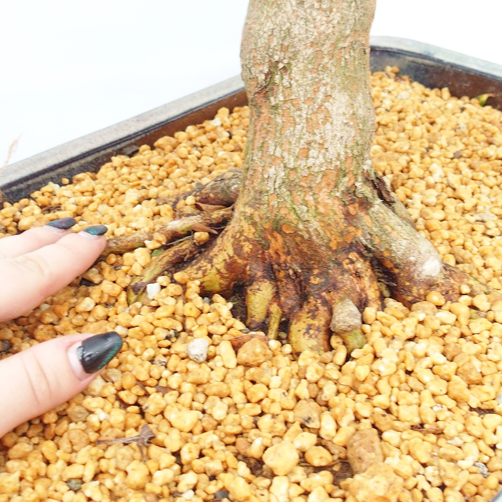 Bonsai da esterno - Azalea giapponese - Azalea Saishun