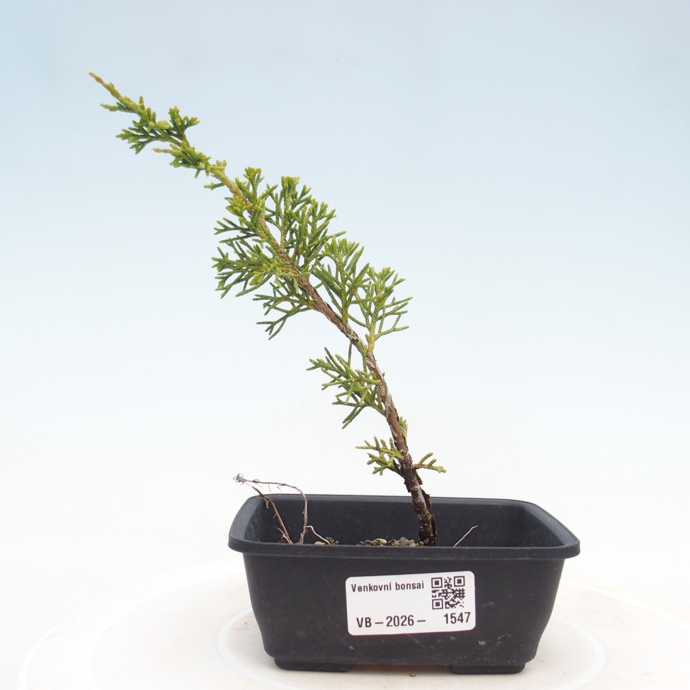 Bonsai da esterno - Juniperus chinensis Itoigawa