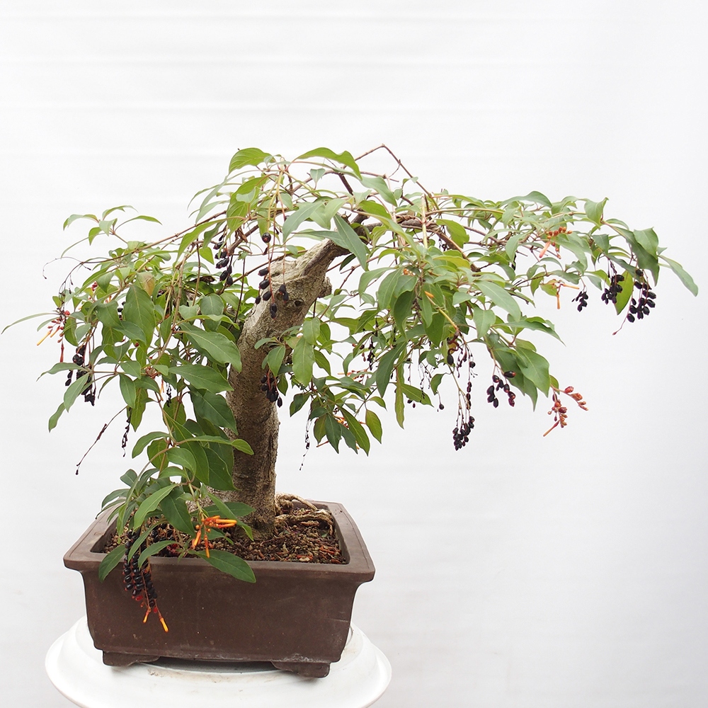 Camera bonsai - Brevetto di Hamelia
