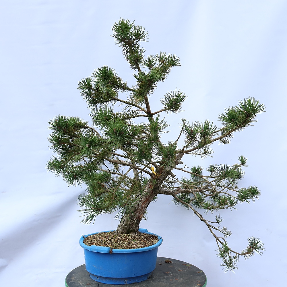 Pinus sylvestris Spagna - pino silvestre