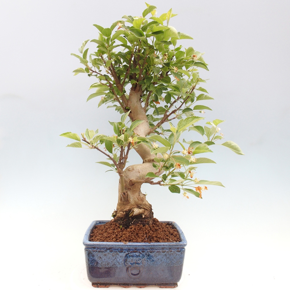 Bonsai da esterno -Malus halliana - Melo a frutto piccolo