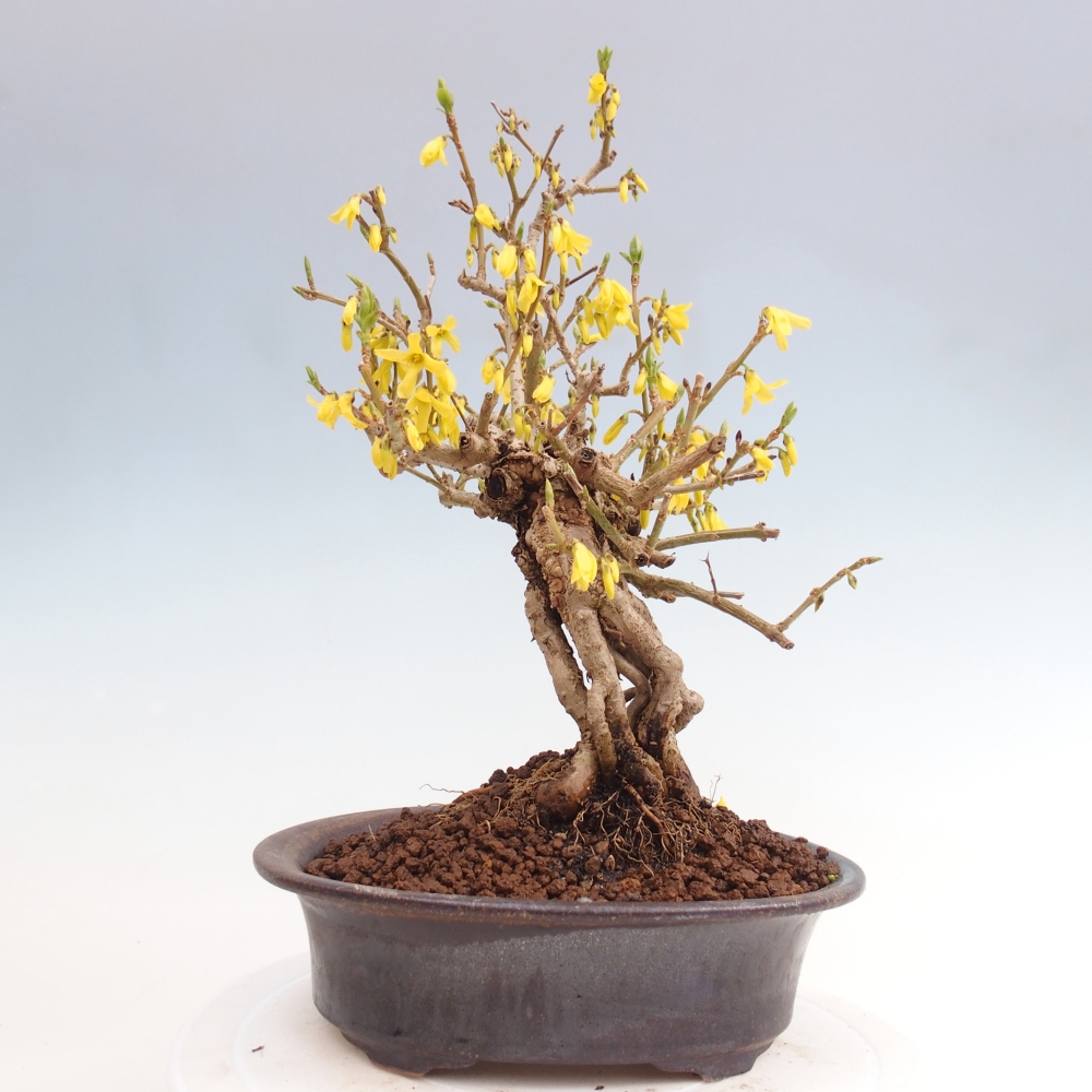 Bonsai da esterno - Zlatice - Forsythia koreana
