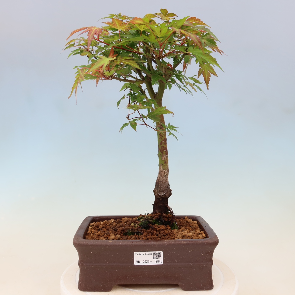Acero norvegese - Acer palmatum Beni Tsukasa