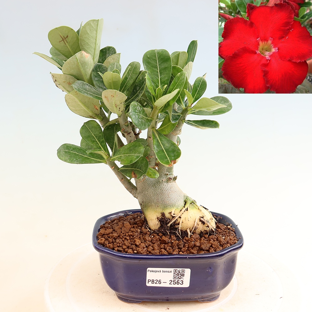 Bonsai da interno - Adenium obesum Red Star - Rosa del deserto