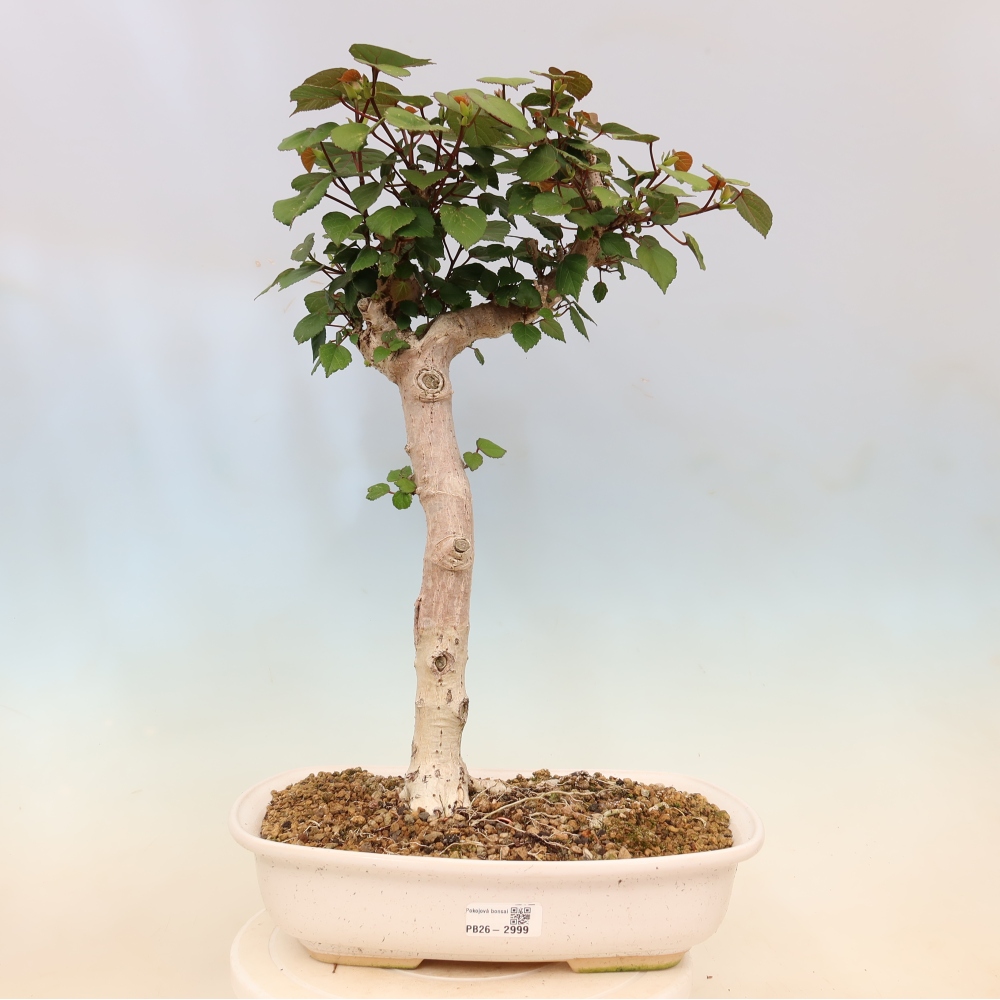 Bonsai da interno - Hibiscus tiliaceus - Ibisco marino