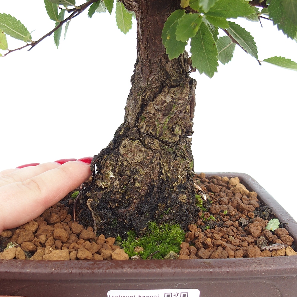 Bonsai da esterno - Zelkova - Zelkova NIRE