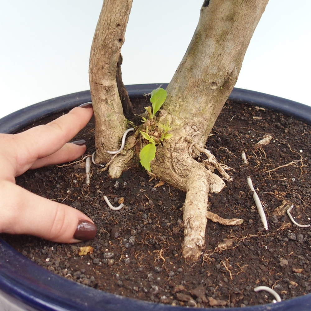Camera bonsai - Duranta erecta Aurea