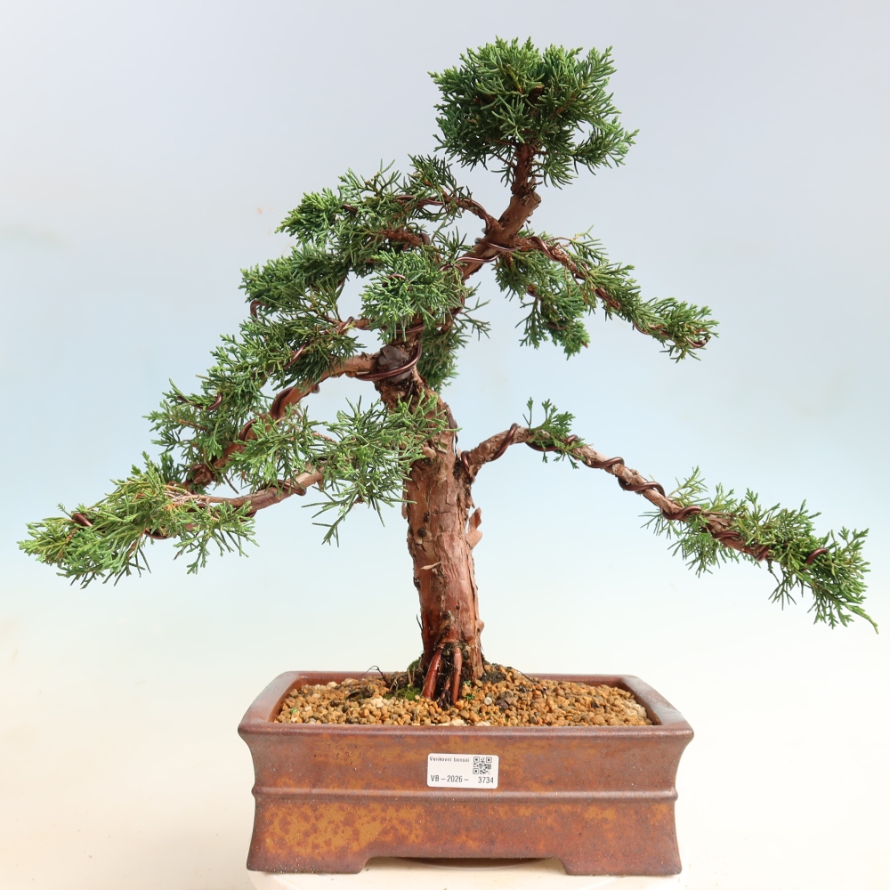 Bonsai da esterno - Juniperus chinensis Kishu