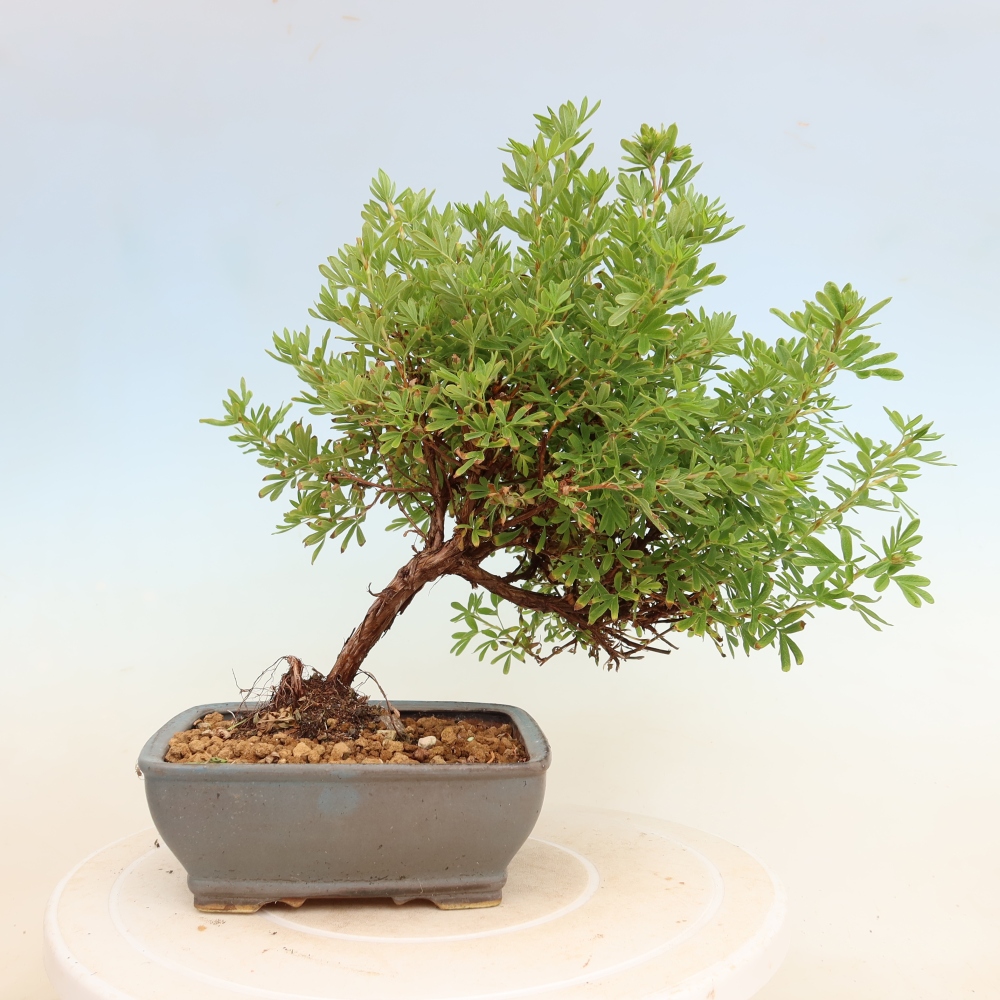 Bonsai da esterno - Potentilla arbustiva - Potentilla fruticosa Bellissima