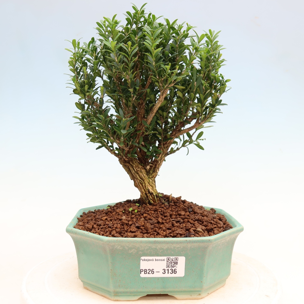 Camera bonsai - Buxus harlandii - buxus da sughero