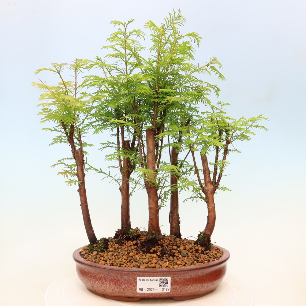 Bonsai da esterno - Metasequoia glyptostroboides - Metasequoia cinese - boschetto