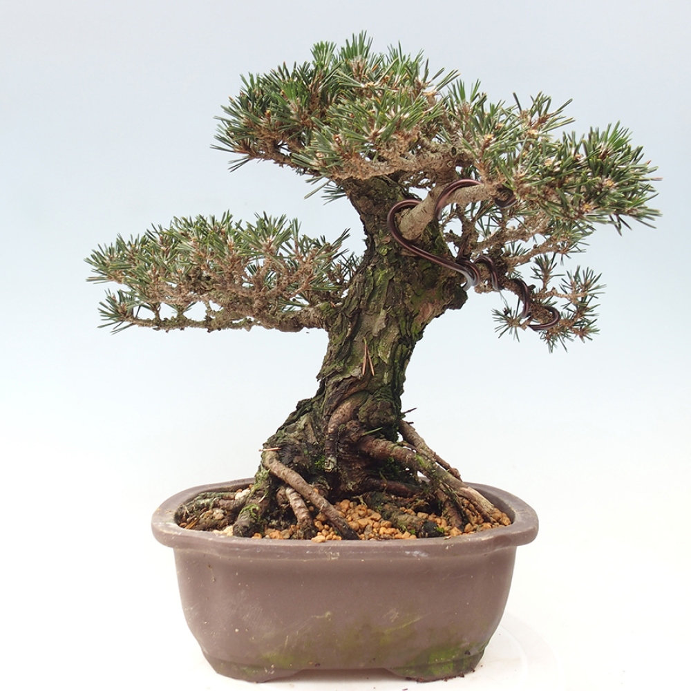 Bonsai da esterno - Pinus thunbergii Kotobuki - Pino di Thunberg