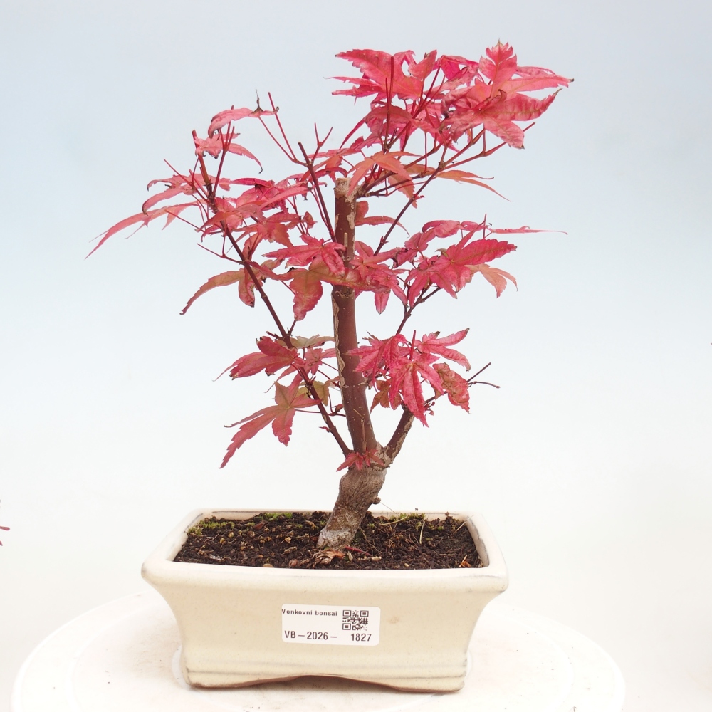 Bonsai da esterno - Acer palmatum DESHOJO
