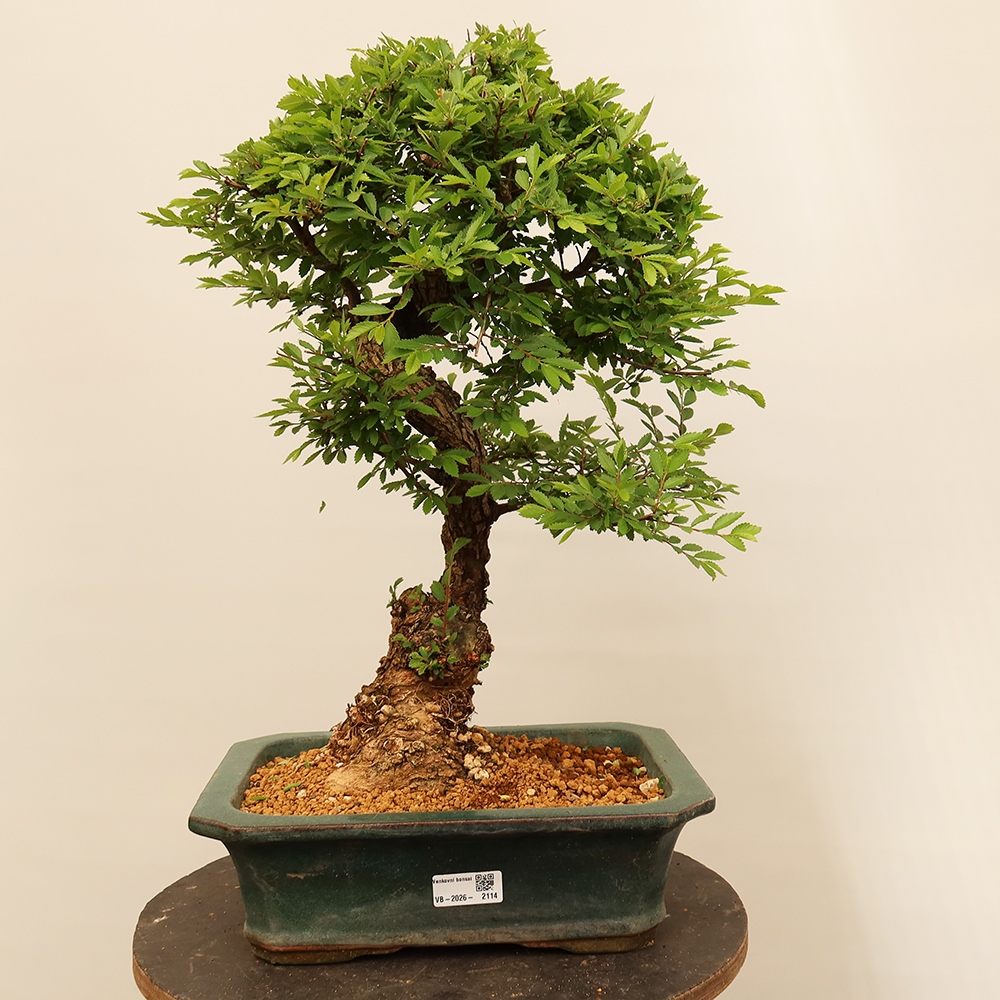 Bonsai da esterno - Zelkova - Zelkova NIRE