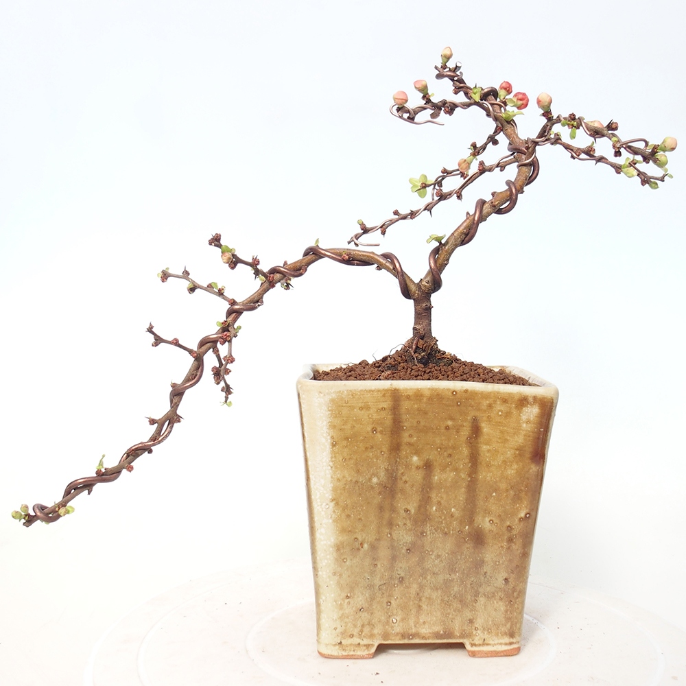 Bonsai da esterno - Chaneomeles s. Red Joy - Cotogno