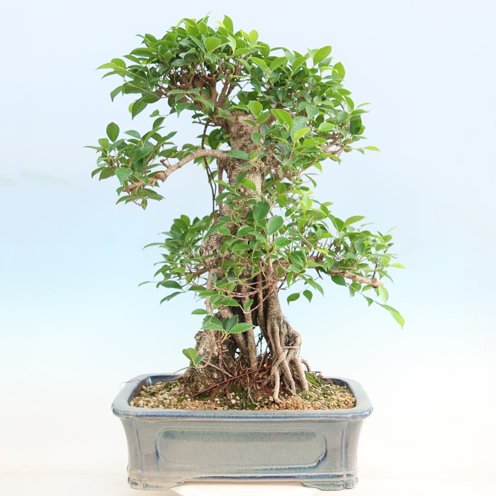 Camera bonsai - Ficus kimmen - ficus a foglie piccole