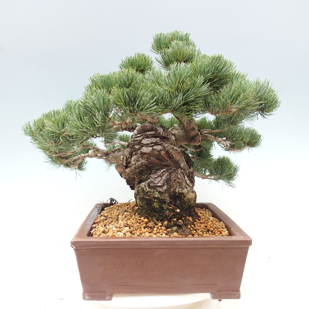Bonsai da esterno - Pinus parviflora - Pinus parviflora