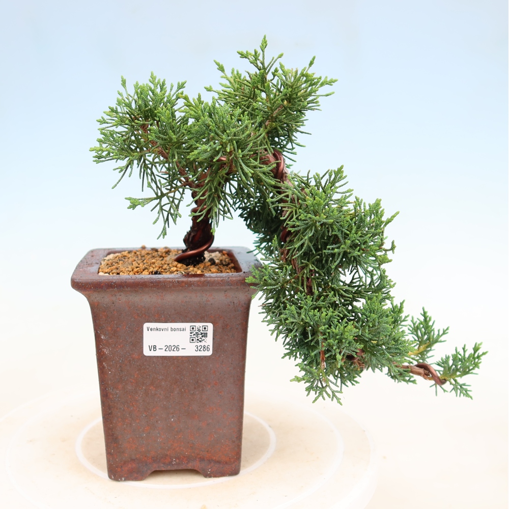 Bonsai da esterno - Juniperus chinensis Kishu