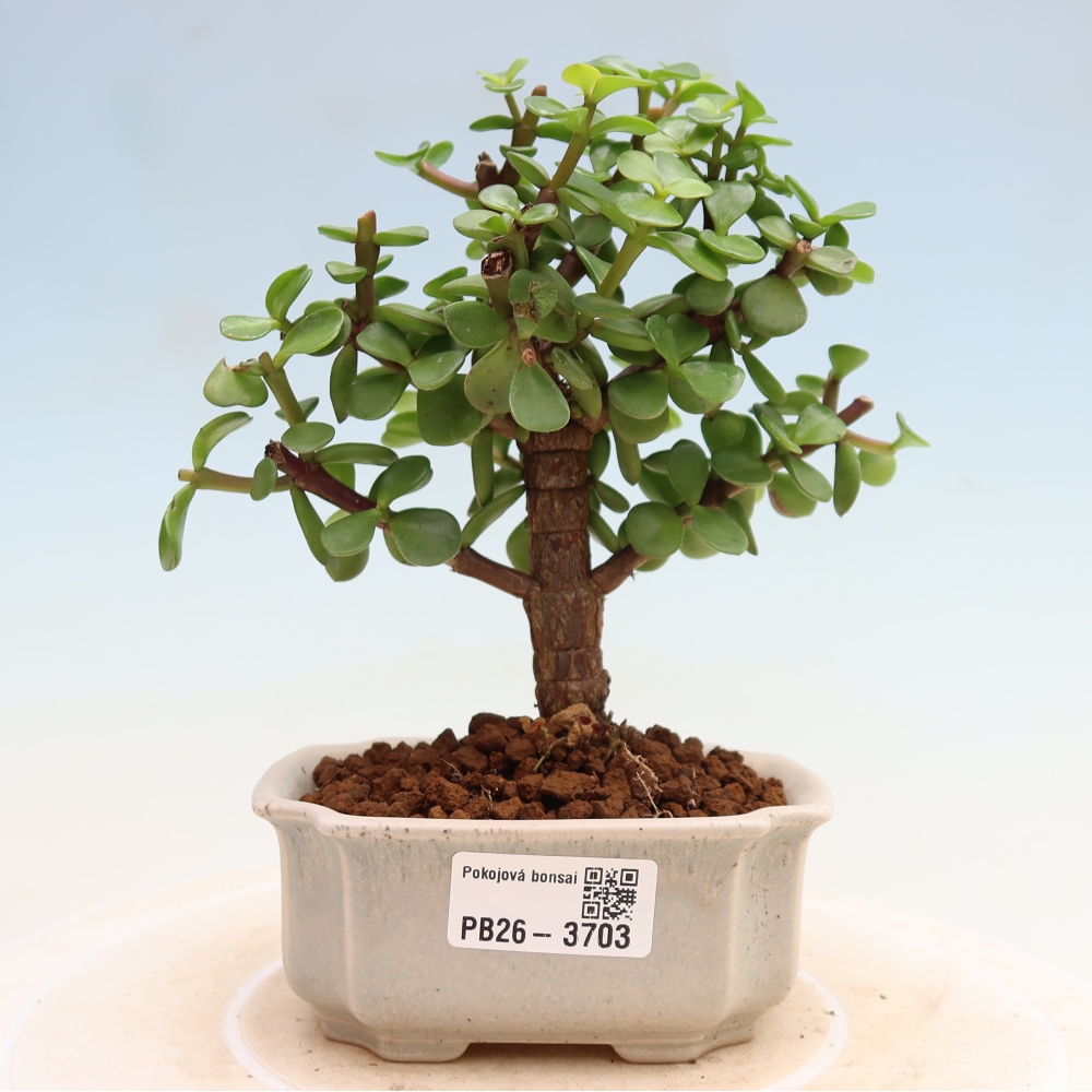 Camera bonsai - Portulakaria Afra - Tlustice