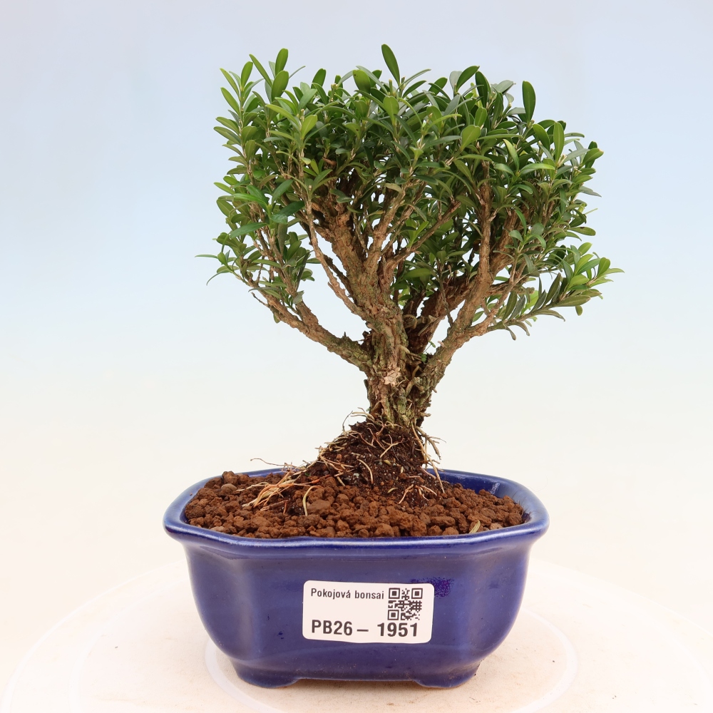 Camera bonsai - Buxus harlandii - buxus da sughero